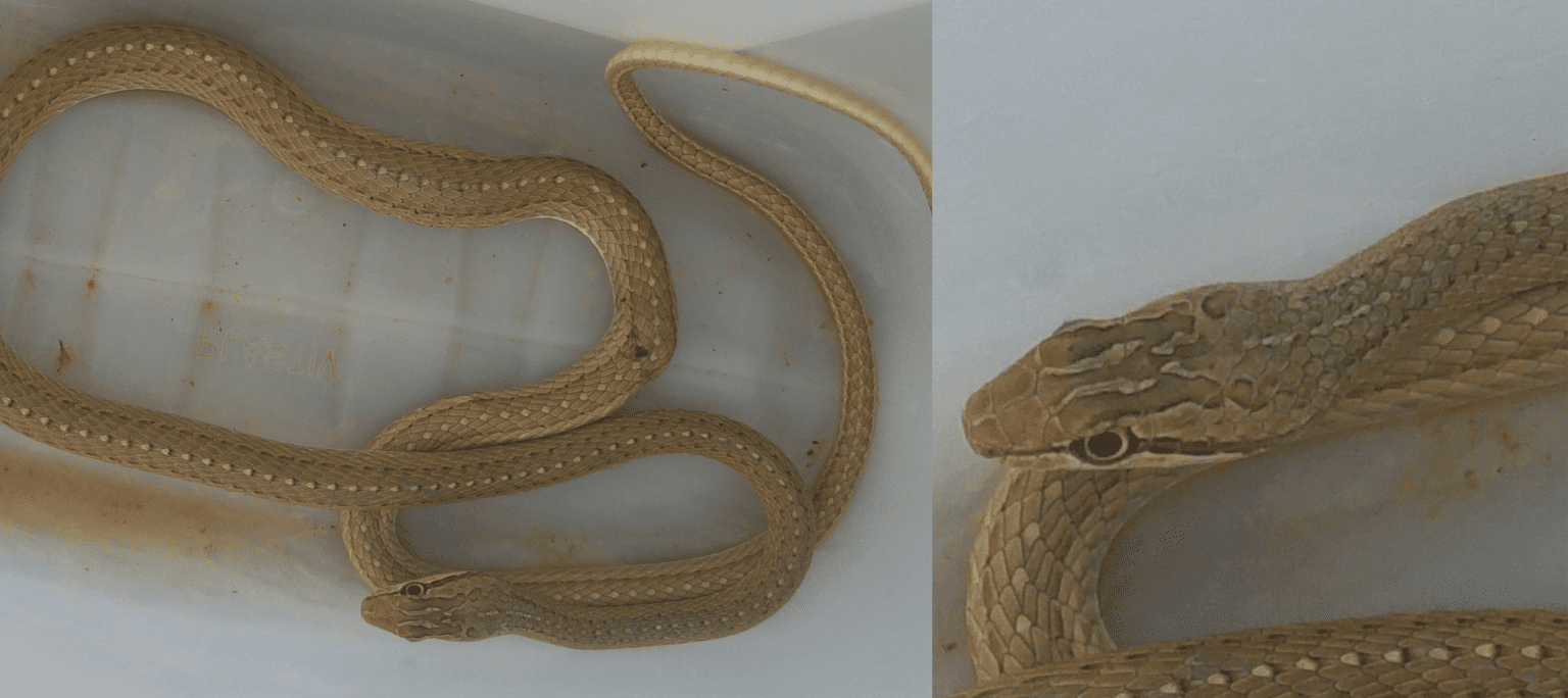 9 COMMON Snakes Found in Egypt! (2024) Bird Watching HQ