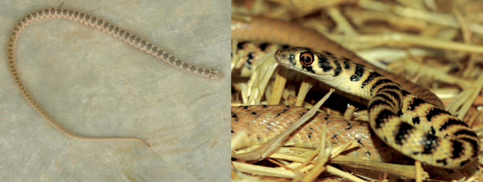 9 COMMON Snakes in Afghanistan! (2024) Bird Watching HQ