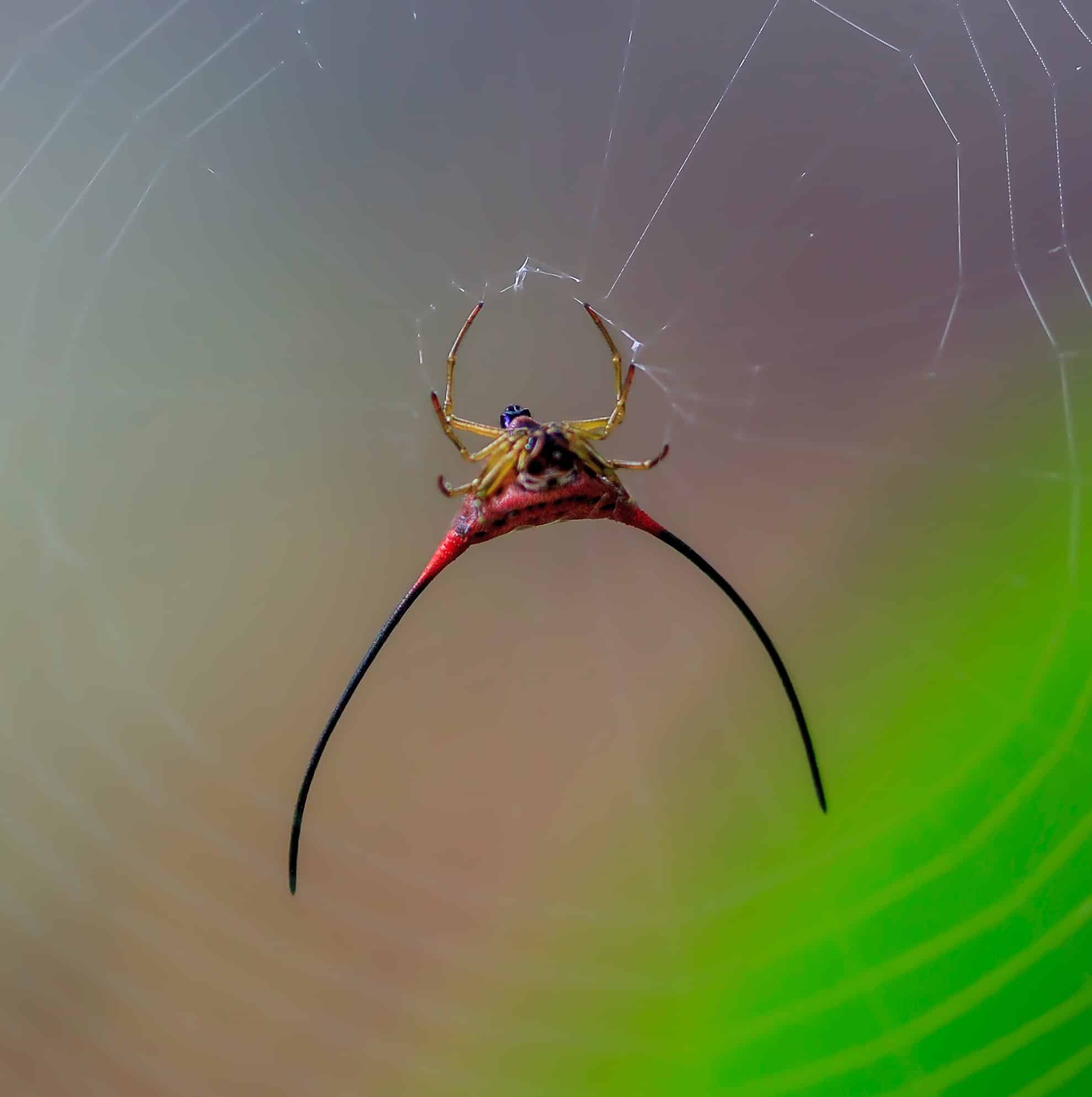 21 COMMON Spiders Found In China 2024 Bird Watching HQ