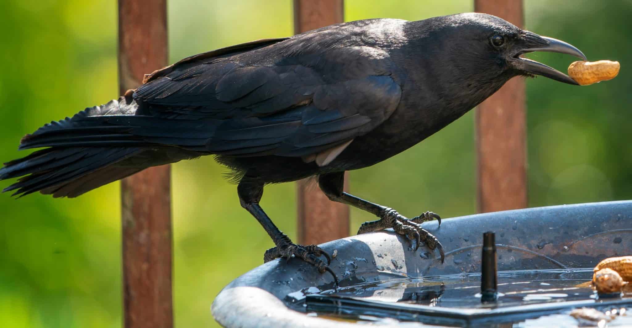 6 PROVEN Ways to Attract Crows to Your Yard! (2024) Bird Watching HQ