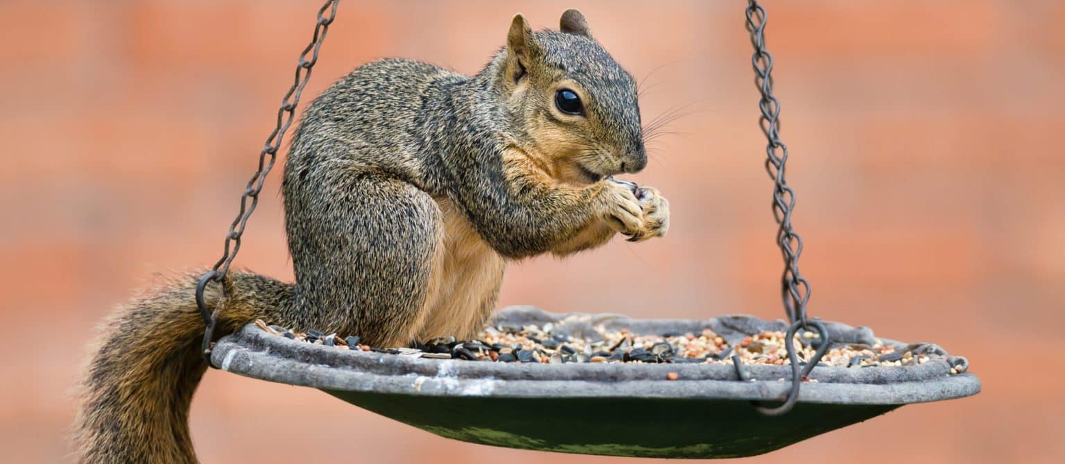 4 Foods That Squirrels DO NOT Eat at Bird Feeders! Bird Watching HQ
