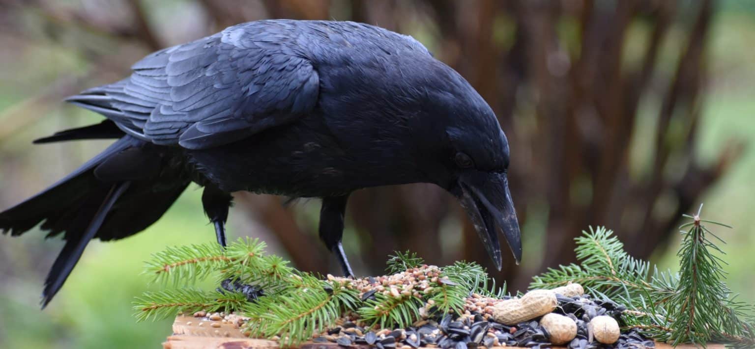 6 PROVEN Ways to Attract Crows to Your Yard! (2024) Bird Watching HQ