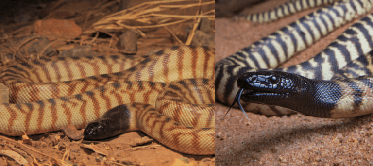 13 COMMON Snakes Found in the Northern Territory! (2023) - Bird Watching HQ