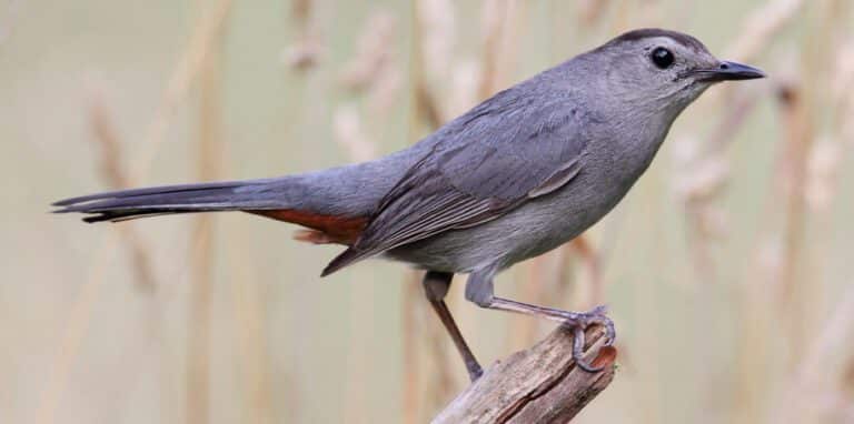 Gray Catbird Sounds (Learn 4 Calls) - Bird Watching HQ