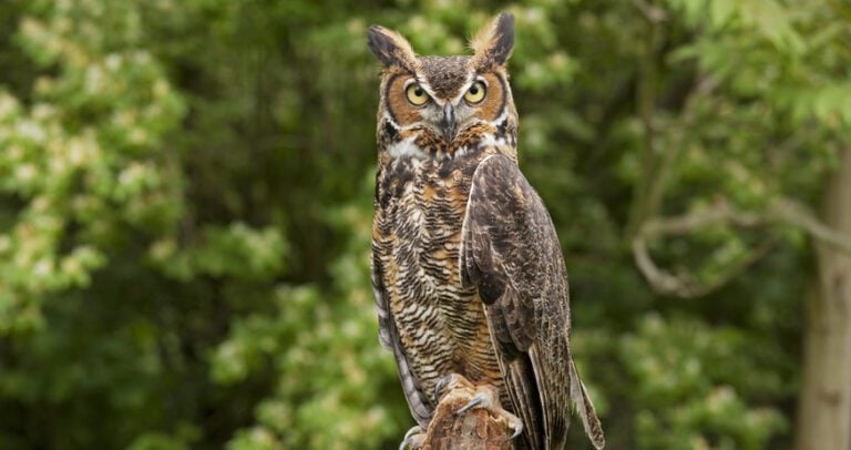 Great Horned Owl Calls, Hoots, Sounds (w/ AUDIO clips) - Bird Watching HQ