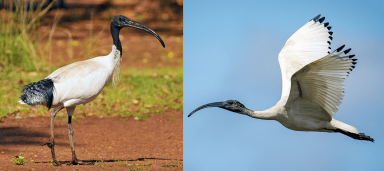 25 Common BIRDS That Live in Tasmania! (2024) Bird Watching HQ