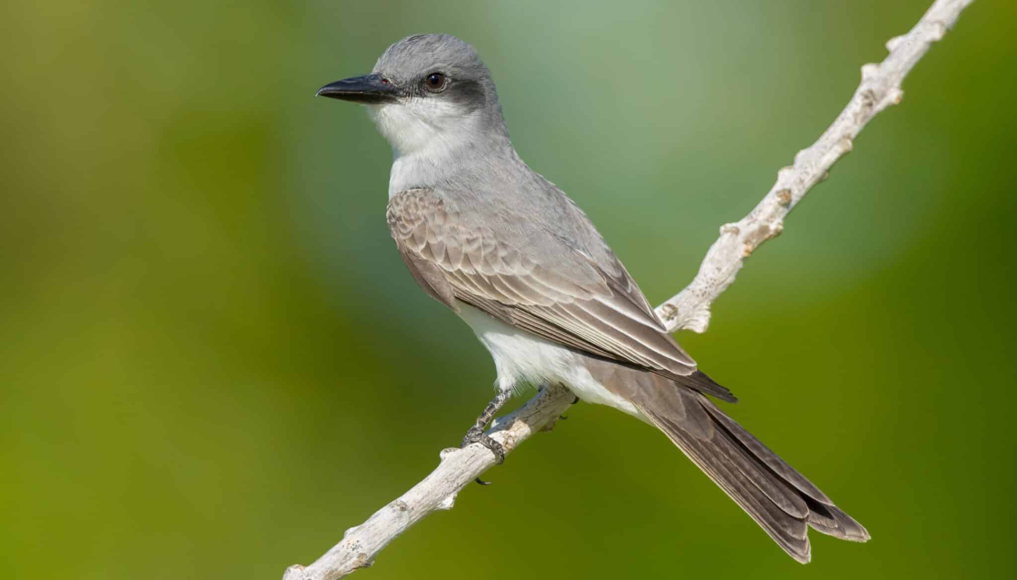 7 Types Of BIRDS Found On Barbados COMMON Bird Watching HQ 7-types-of-birds-found-on-barbados-common-bird-watching-hq