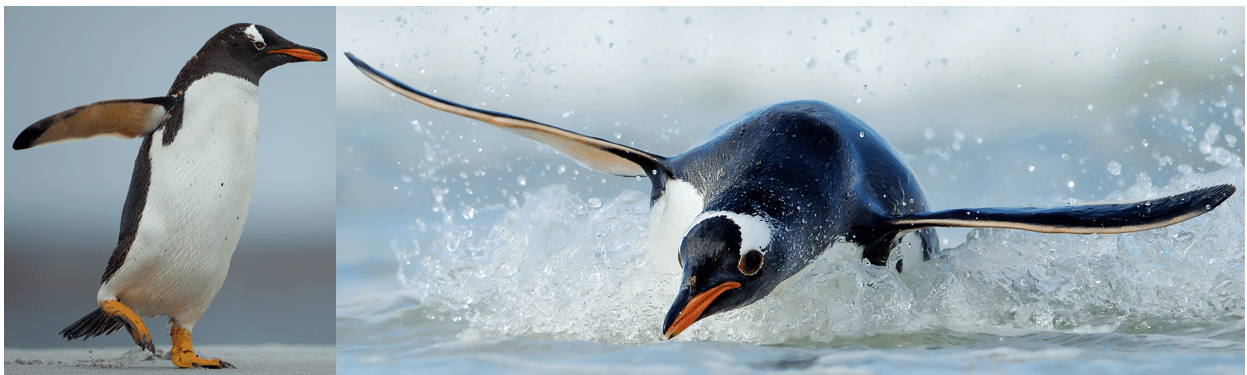 7 Types of Penguins found in Antarctica! (2024) - Bird Watching HQ