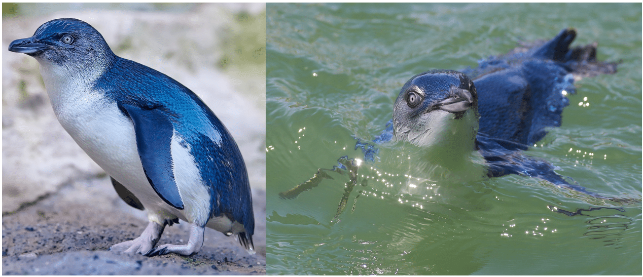 7 Types of Penguins found in Australia (2025) - Bird Watching HQ