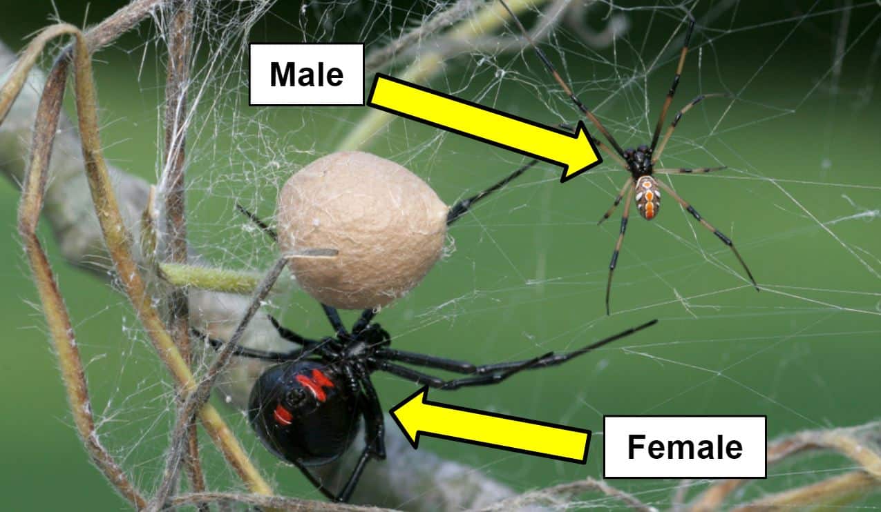 4 Venomous (Poisonous) Spiders Found in Virginia (2025) Bird Watching HQ