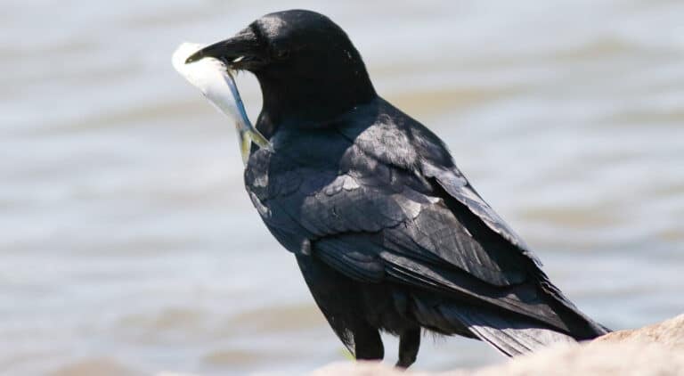 16 Types of Corvids Found in the USA (Crows, jays) - Bird Watching HQ