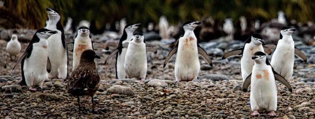birding tours in antarctica