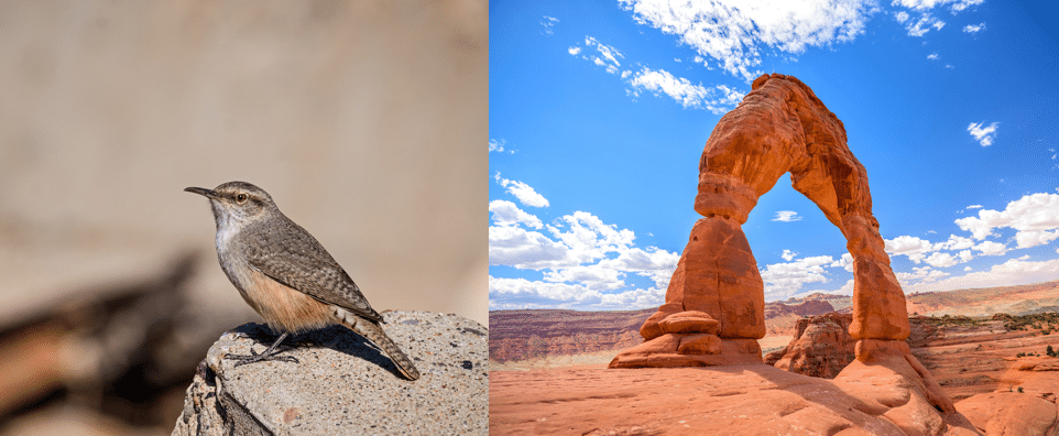 common birds in arches national park