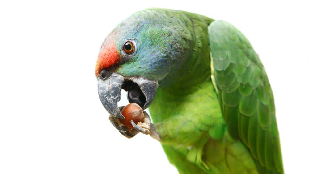 best foods for Amazons