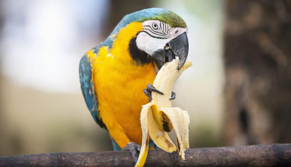 best foods to feed macaws