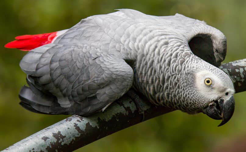 best foods for parrots