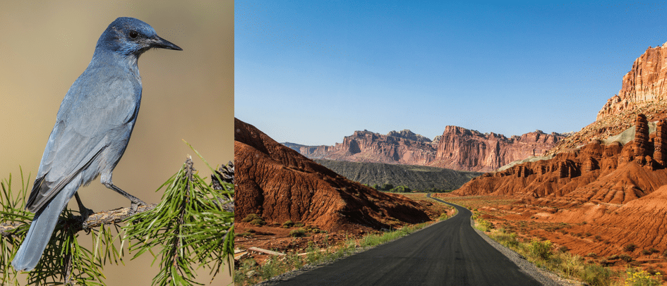 common birds in capitol reef national park