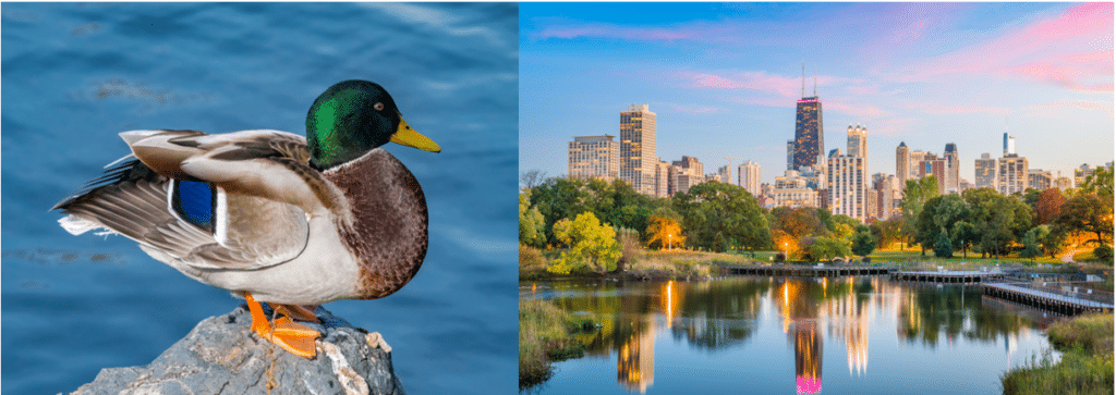 common birds in chicago