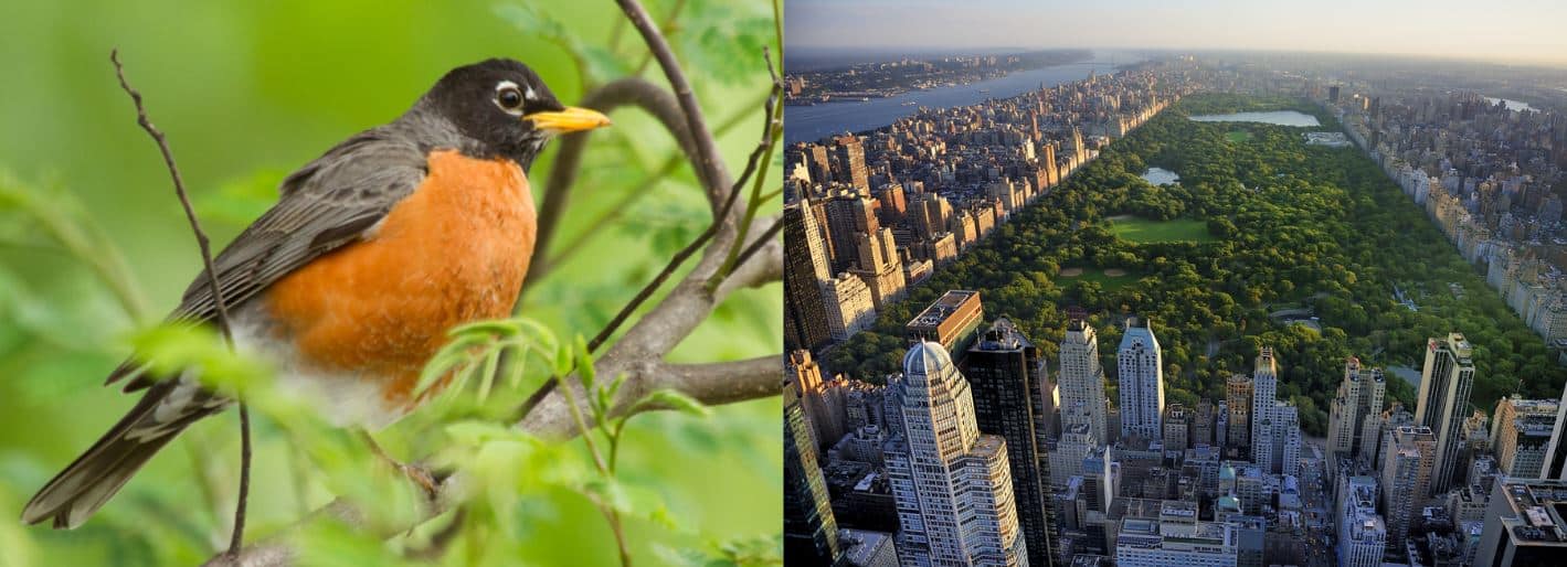 10 MOST Common Birds Found in New York City, NY (2023) Bird Watching HQ