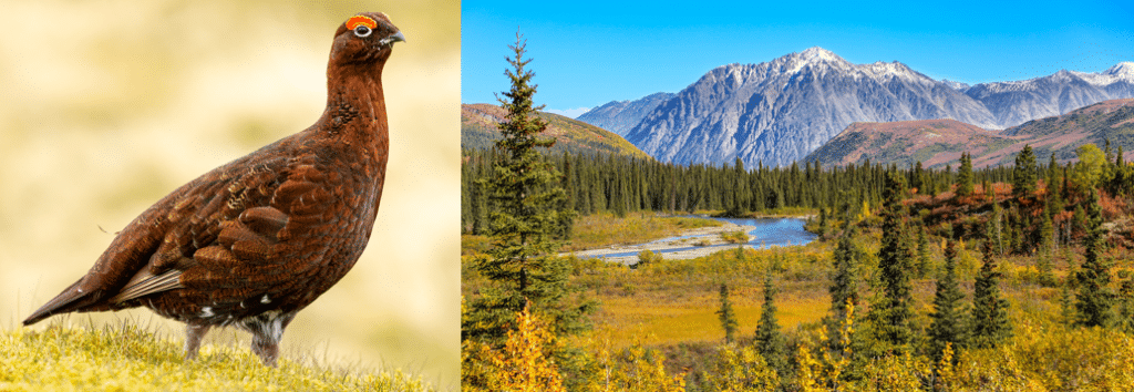 common birds in denali national park