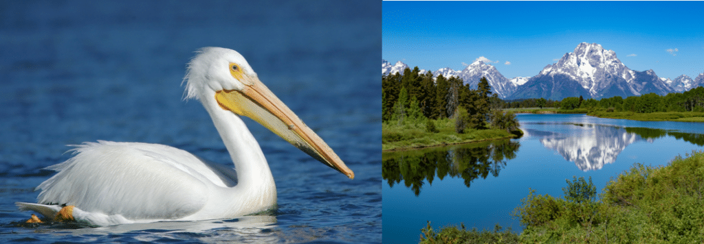 common birds in grand teton national park 