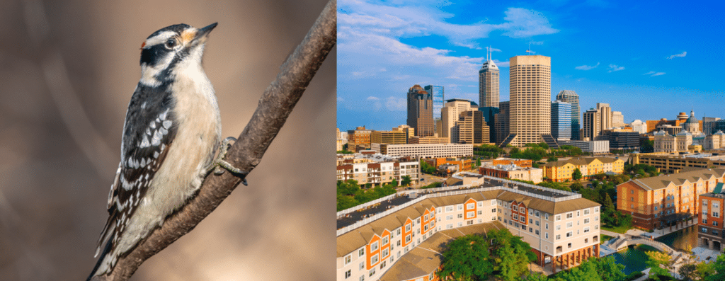 common birds in indianapolis