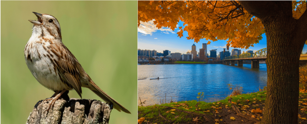 common birds in portland 