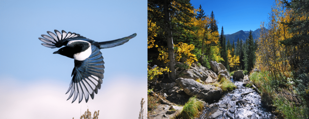 common birds in rocky mountain state park