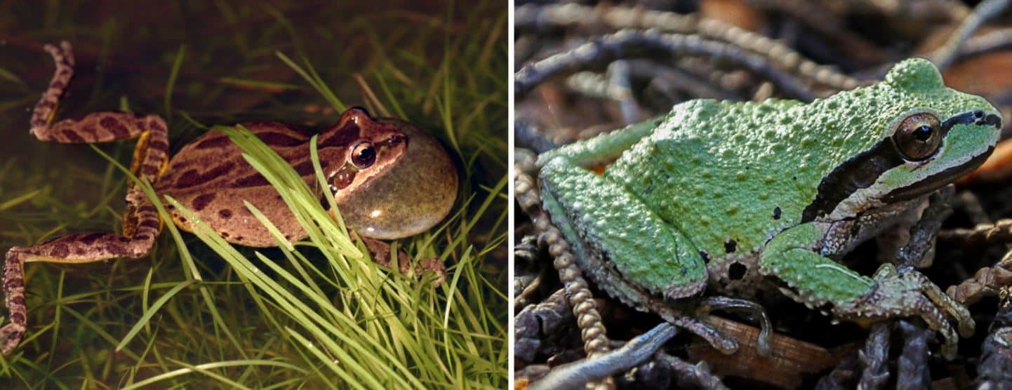 6 Types of Frogs Found in Idaho! (ID Guide) Bird Watching HQ