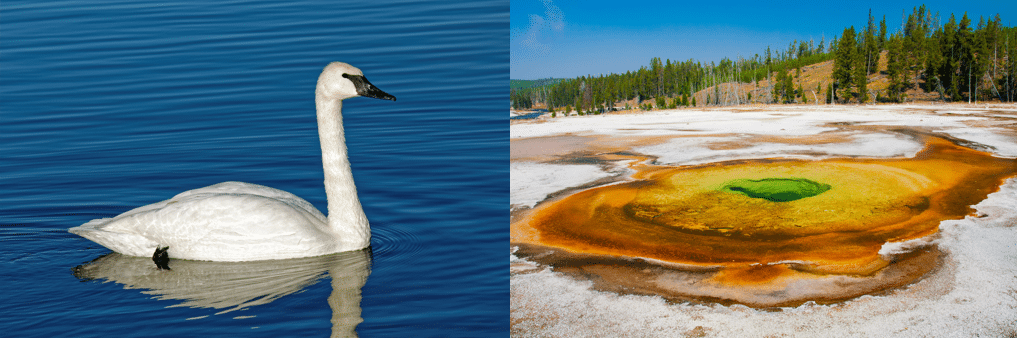 common birds in yellowstone national park