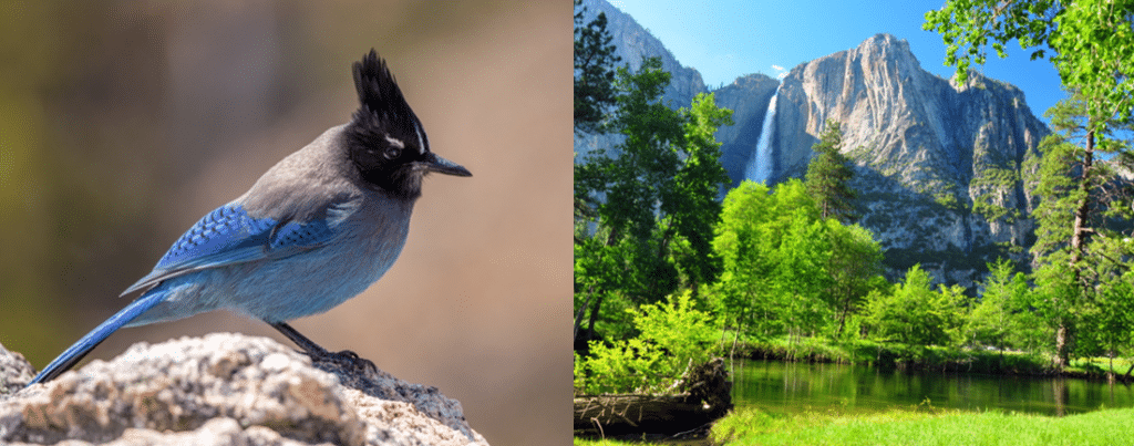 common birds in yosemite national park 