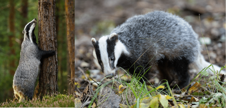 50 Common Animals Found in Europe (2023) - Bird Watching HQ