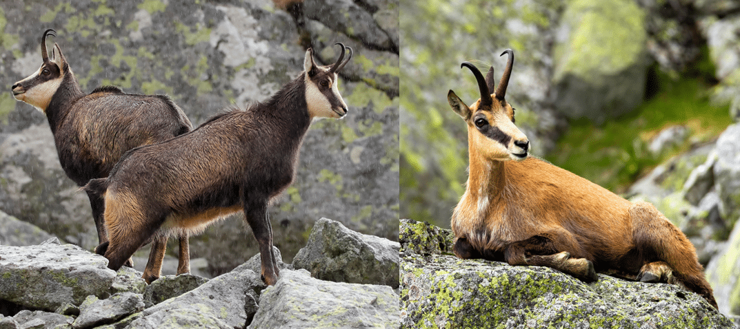50 Common Animals Found in Europe (2023) - Bird Watching HQ