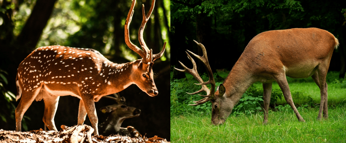 40 Common Animals Found in Poland (2023) - Bird Watching HQ