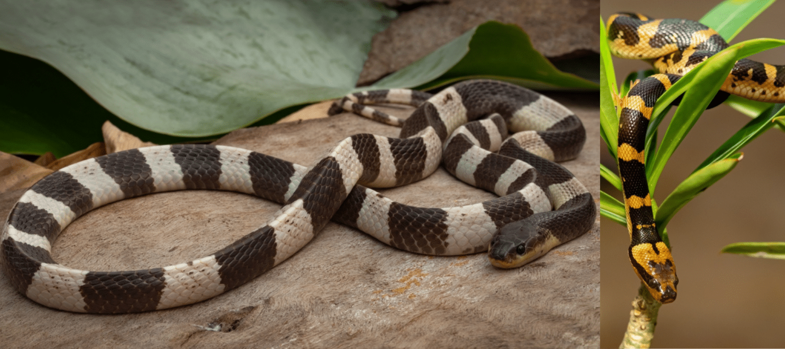 15 Types of Venomous Snakes in Vietnam (DANGEROUS) Bird Watching HQ