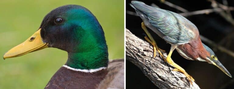 21 Birds That Are GREEN in New Mexico! (2025) - Bird Watching HQ