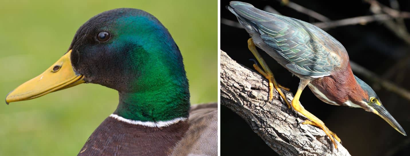 26 Birds that are GREEN in the United States (2023) Bird Watching HQ