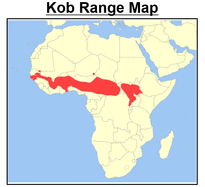 3 Antelope Species Found In Togo 2024 Bird Watching HQ