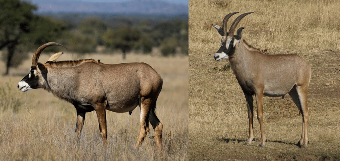 24 Types of Antelope found in Africa (2023) - Bird Watching HQ