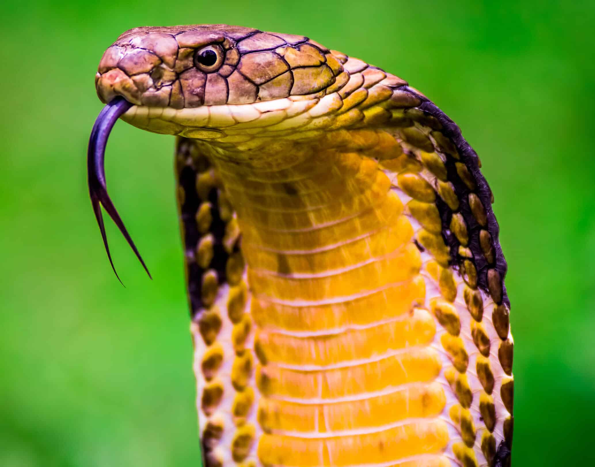 3 Types Of Venomous Snakes In South Korea DANGEROUS Bird Watching HQ
