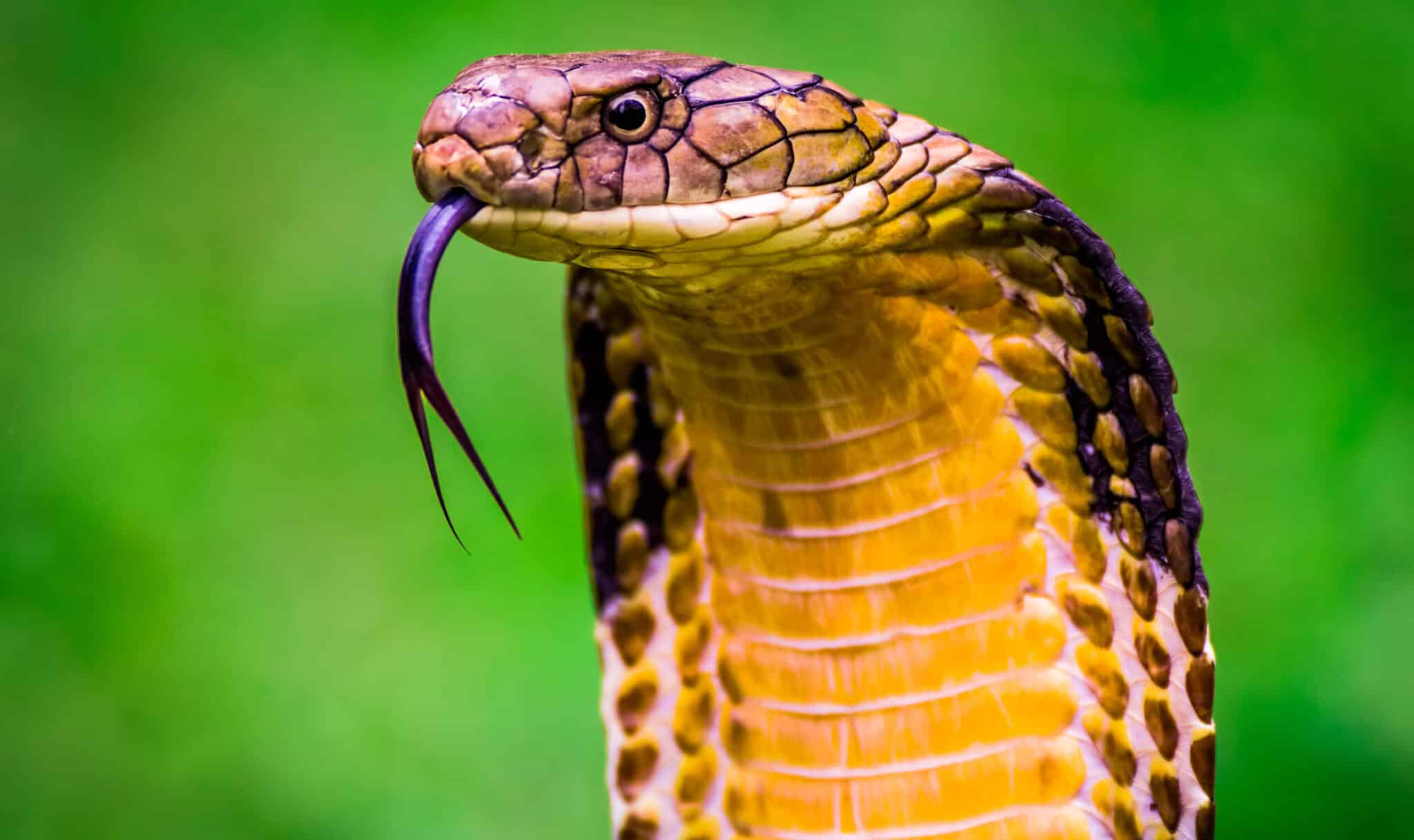 7 Types Of Venomous Snakes In Pakistan DANGEROUS Bird Watching HQ 7-types-of-venomous-snakes-in-pakistan-dangerous-bird-watching-hq