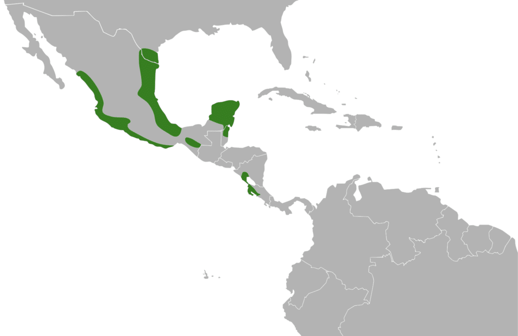 Olive Sparrow Range Map
