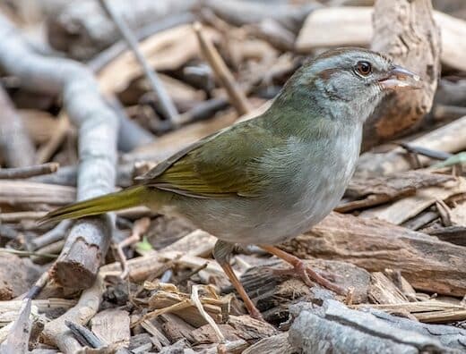 Olive Sparrow (Arremonops rufivirgatus)
