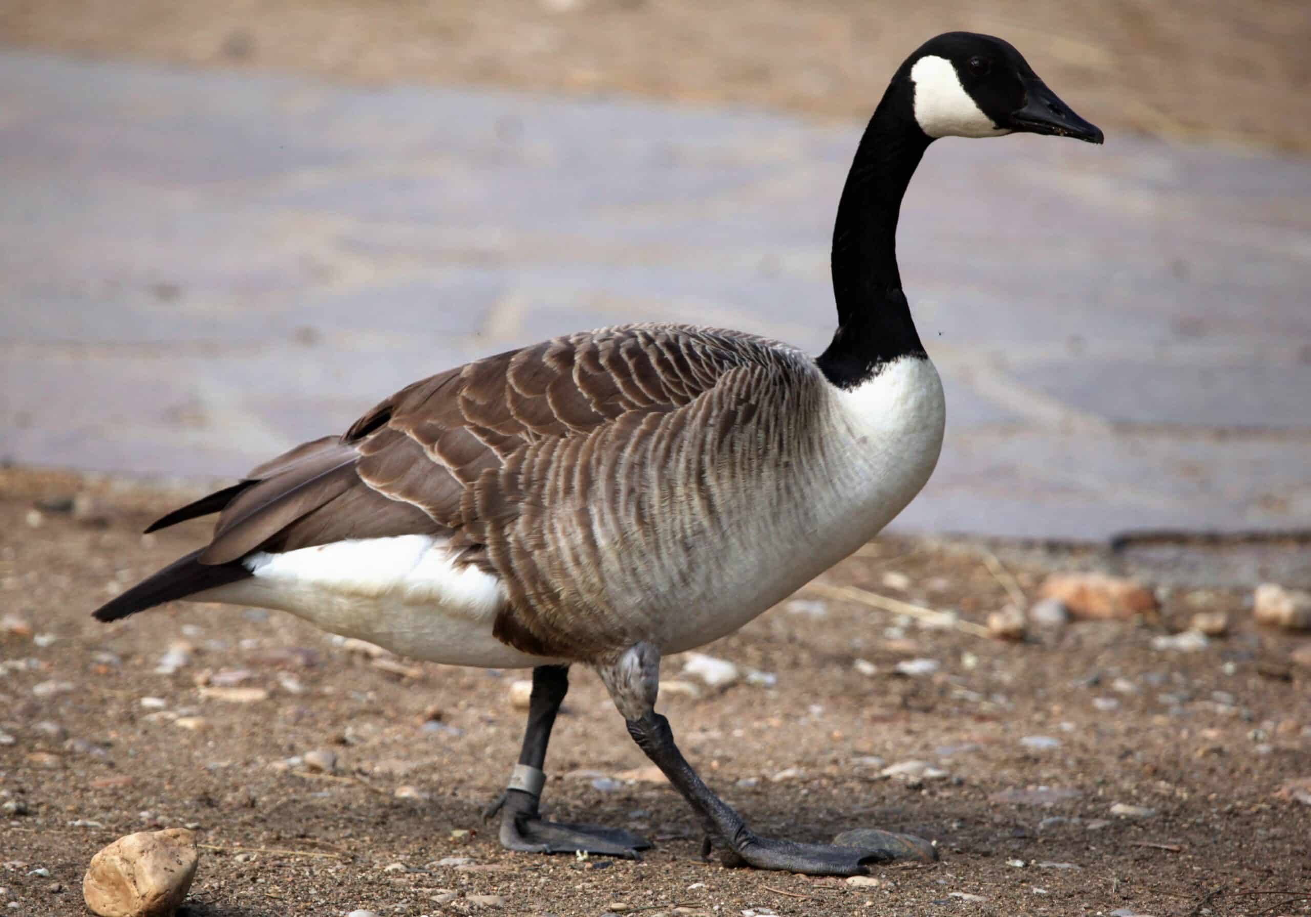 40 MOST Common Animals In Massachusetts 2024 Bird Watching HQ