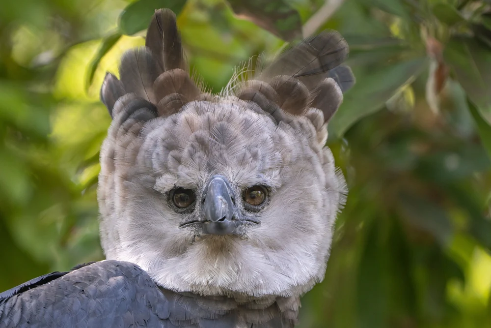 Harpy Eagles: 17 Fascinating Facts About the Canopy’s King