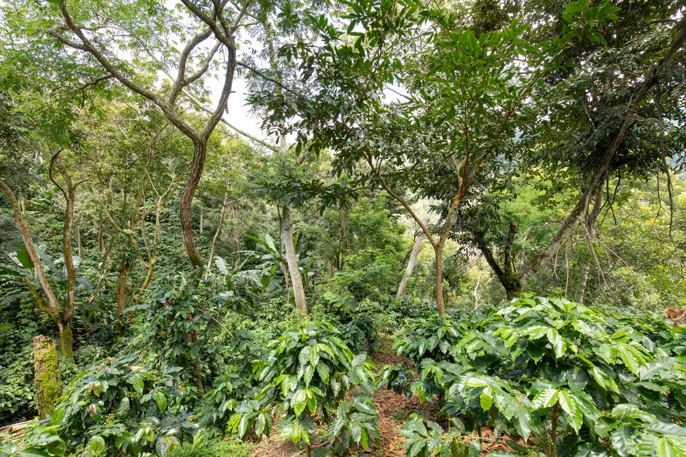 Bird Friendly Certification: 8 Requirements Coffee Farms Need to Satisify